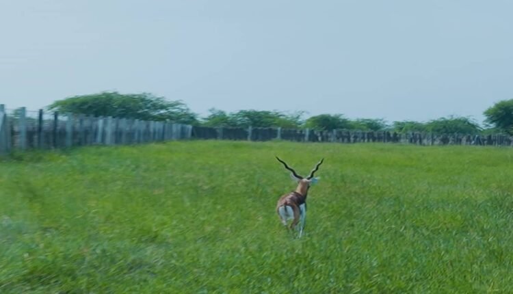 gujarat-banni-20-blackbucks-released-wildlife-conservation