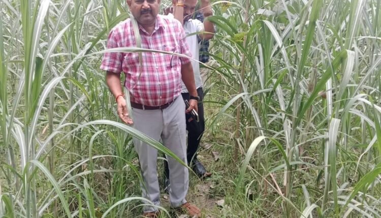 rampur-afzalpur-patti-sugarcane-survey-satta-inspection-single-bud-technique