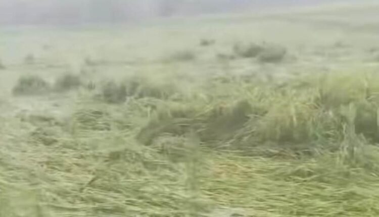 Rampur Heavy Rain Crop Damage