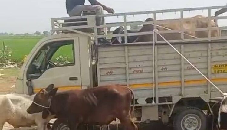 ellenabad-cattle-free-campaign-stray-cattle