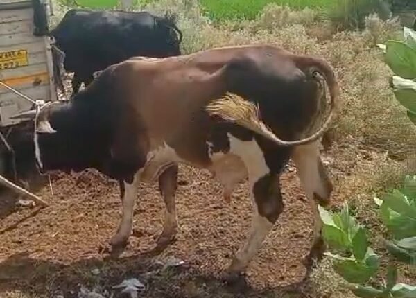 ellenabad-cattle-free-campaign-stray-cattle