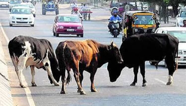 haryana-besahara-govansh-tagging-cm-nayab-singh-saini-action