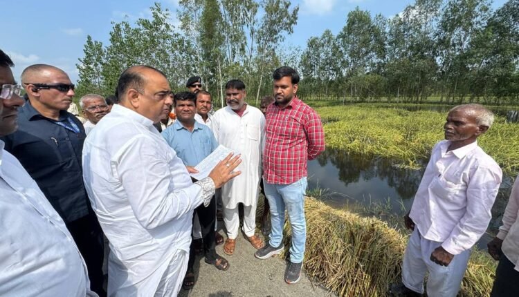 rampur-heavy-rain-crop-damage-mla-akash-saxena-survey