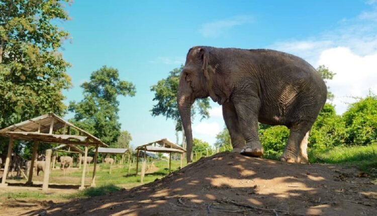 vantara-laos-elephant-conservation-medical-program