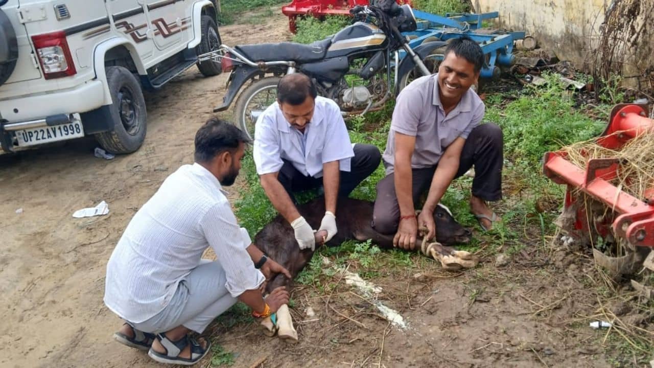 alipura-veterinary-camp-animals-treated