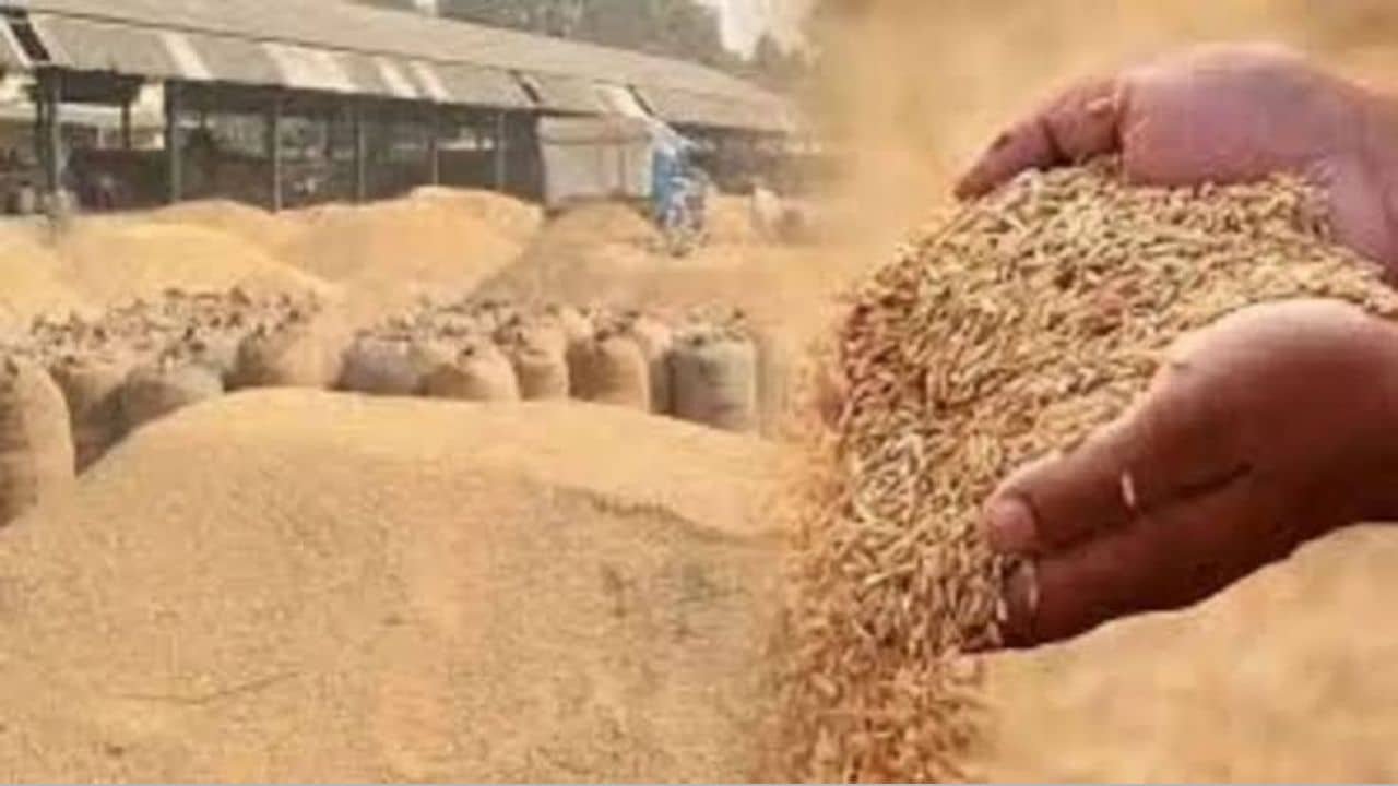 sirsa-paddy-procurement-143023-metric-tonne