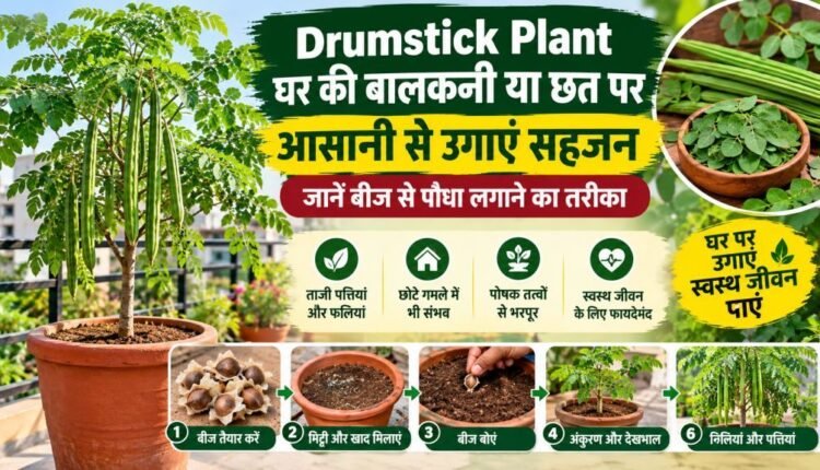 how-to-grow-drumstick-plant-moringa-at-home