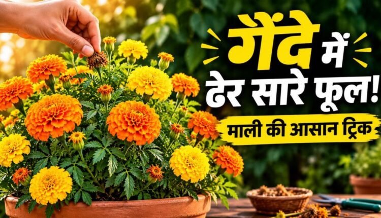 marigold-plant-care-more-flowers-gardening-tips